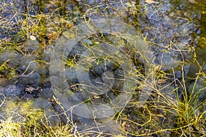 Pond with frog spawn during spring time
