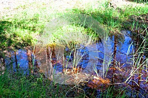 Small forest puddle swamp, lake or pond with reflection of sky and trees in water, grass surrounded