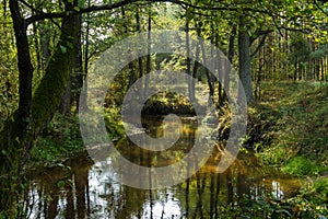 Small forest river. Fall.