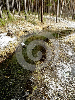 Small forest river near a pine forest in the middle Urals