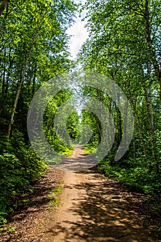 Small forest road in Quebec, Canada