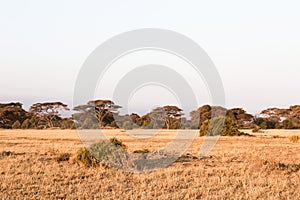 A small forest in the savannah. Amboseli. Kenya, Africa