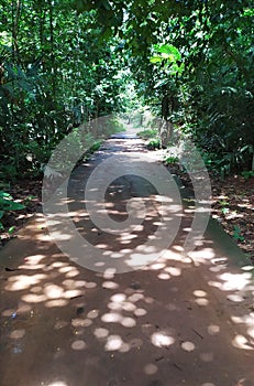 Small forest in Setu region