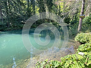 Small forest spring ÄŒogrljevo Lake or ÄŒogrlje`s Lake in the hamlet of TiÄ‡i - Gorski kotar, Croatia / Goransko Å¡umsko jezerce