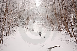 Small forest stream in the forest in winter. Russia, Leningrad region