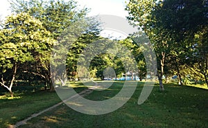 Small forest on a sunny day at the Maya Sports Complex, Santa Elena, Peten, Guatemala