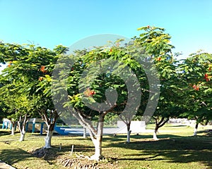 Small forest in sunny day at the Maya Sports Complex, Santa Elena, Peten, Guatemala. natural concept