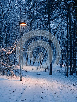 Through the small forest in the winter - lightpost