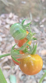 Small four tomatoes in a tree