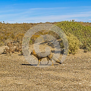 Small Fox at Nature, Chubut, Argentina