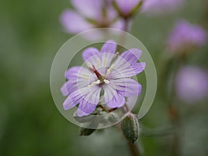 Small fragrant lilac flowers of Bulbous Crane`s-Bill in a meadow on a sunny spring day. Geranium tuberosum is a perennial plant i