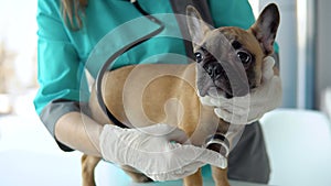 Small french bulldog in a vet clinic. Veterinarian woman doctor examining dog by stethoscope. Veterinarian medicine