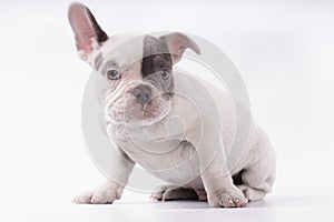 A small frenchie bulldog sitting and waiting something isolated, grey and white