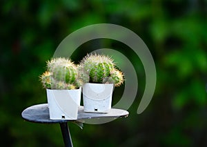 Small fresh cactus in the white pot  at the garden.