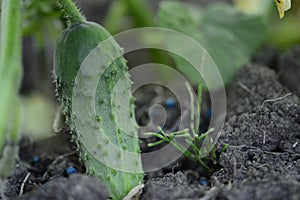 Small, fresh cucumber with bright green scenery