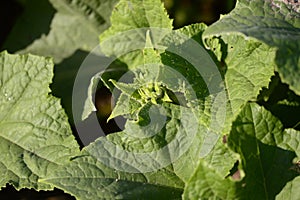 Small, fresh cucumber with bright green scenery
