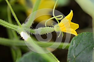 Small, fresh cucumber with bright green scenery