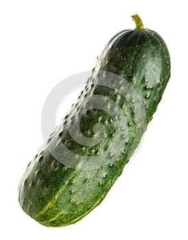 Small fresh cucumber. Isolate on white background