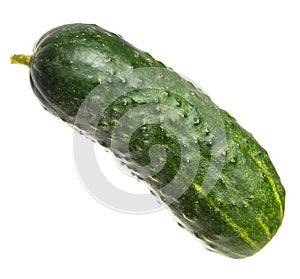Small fresh cucumber. Isolate on white background