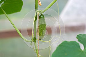 Small fresh cucumbers growing on a branch in the garden.selective focus
