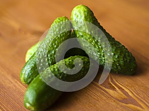 Small fresh cucumbers, small gherkins, baby cucumbers on a wooden cherry background