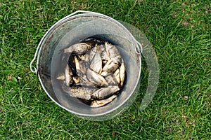 Small fresh fish catch in metallic pail on green grass. Top view