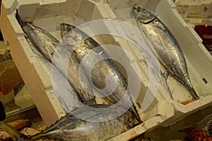 Small fresh fish in the covered market
