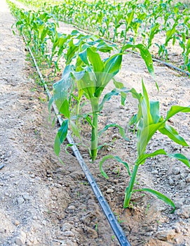 Small fresh green corn plants are grown using the drip irrigation system. Concept of agronomy for animal consumption and raising