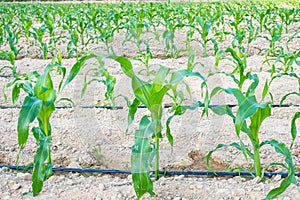 Small fresh green corn plants are grown using the drip irrigation system. Concept of agronomy for animal consumption and raising