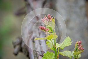 Small fresh green leaves of grapevine. Close-up of flowering grape vines, grapes bloom during day. Grape seedlings on a vine