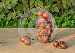 The small fresh green and red tomatoes cherry are in a transparent glass jar with a sprig of dill on the top for