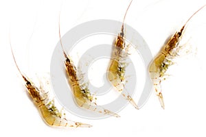 Small fresh shrimp, Crawfish small