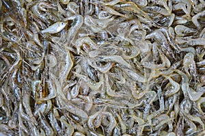 Small fresh shrimp heap