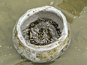 small freshly caught fish in an aluminum pot