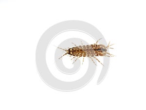 Asellus aquaticus waterlouse on white