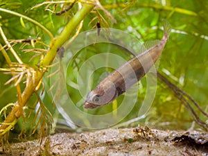 Small Freshwater Fish Ninespine Stickleback protecting territory