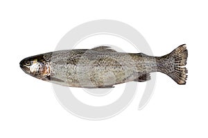 small Freshwater fish rainbow trout (Oncorhynchus mykiss). isolated on white photo