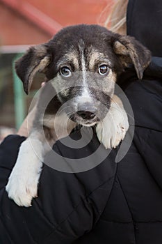 Small frightened shelter puppy