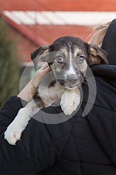 Small frightened shelter puppy