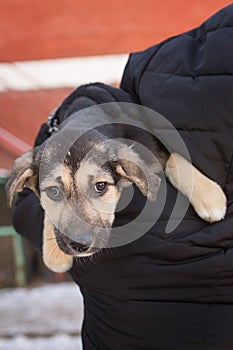 Small frightened shelter puppy