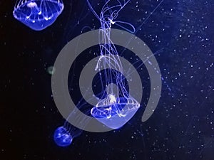 Small fringed jellyfish in the dark of underwater world of deep sea animal, underwater in aquarium have noise high iso , blurred ,