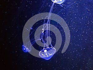 Small fringed jellyfish in the dark of underwater world of deep sea animal, underwater in aquarium have noise high iso , blurred ,