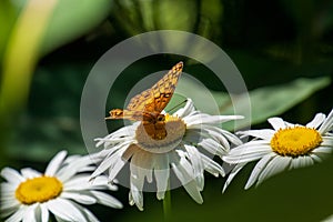 Small Fritillary Butterfly Feeding on Daisies