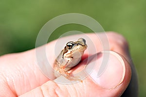 Small frog.