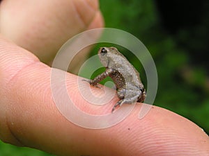 Small frog