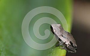 Small frog on broad leaf