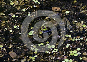 Small frog of the Everglades