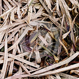 A small frog is hiding among the dry grass. Frog with camouflage skin color. Wild nature