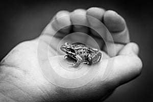 A Small Frog In The Palm Of A Child`s Hand