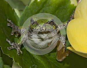 Small frog on plant